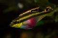 pelvicachromis_pulcher